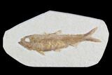 Detailed Fossil Fish (Knightia) - Wyoming #96099-1